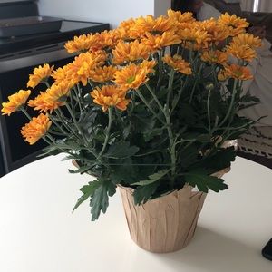 Meet your Posher, Connor